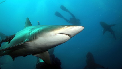Obraz na płótnie Canvas Gray shark in ocean