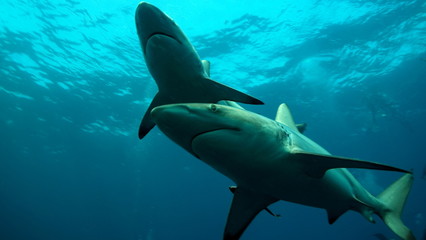 Shark family in ocean