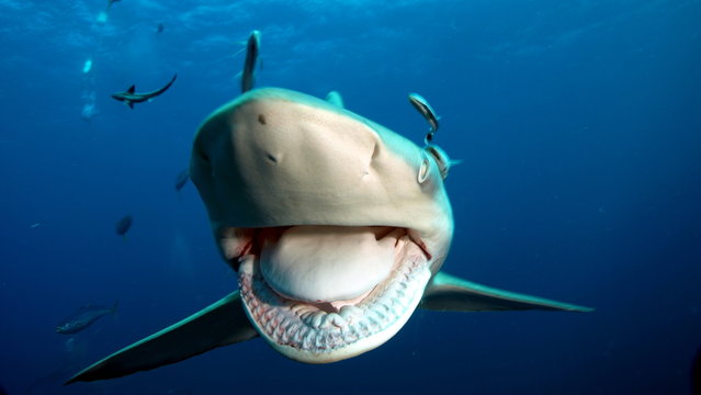 Shark's sharp teeth