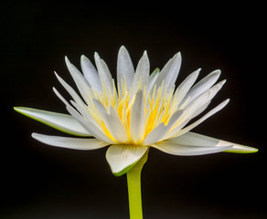 White lotus isolated on black background