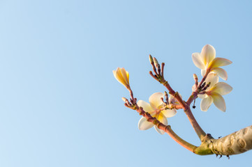 Plumeria flower against blue sky