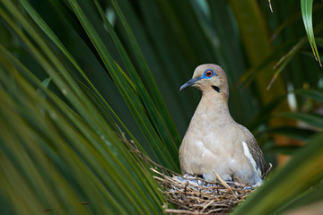 white wing dove