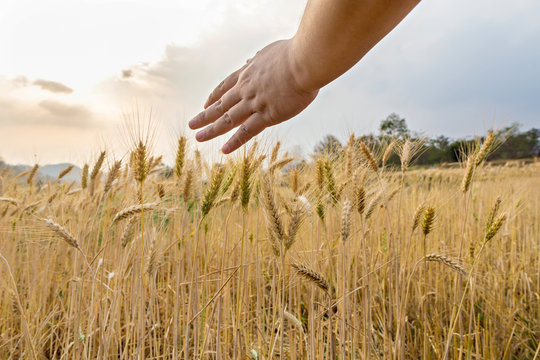 Hand touching top of wheat