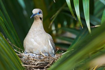 white wing dove