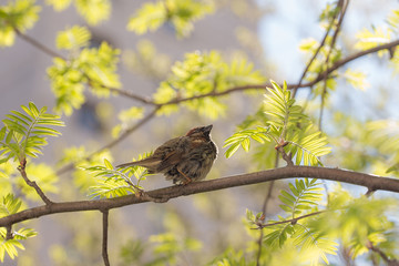 Sparrow on a branch of rowan