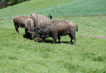 welcome, buffalos looking at a newborn calf