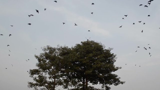 Crows flying away from a tree
