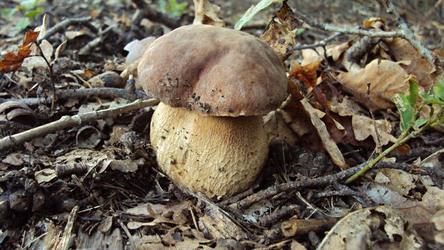 Big fat mushroom