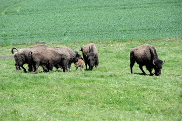 newborn buffalo calf with it´s herd