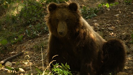 Little brown bear