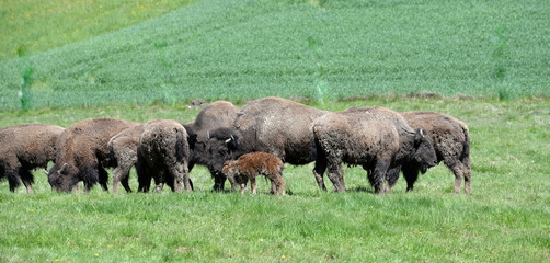 the youngest member of the buffalo familie