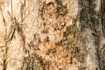 Tree bark texture