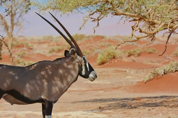 Oryx (oryx gazella) im Namib-Naukluft-Nationalpark