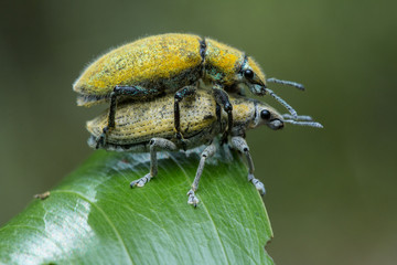 Gold Dust weevill on maiting , Gold-dust weevils' Fertilization. A Kind of Bugs or Insects Fertilization , Bugs Maiting