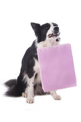 Border Collie Hund hält rosa Tüte im Maul