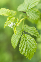 green leaves and a bud flowering raspberry in spring