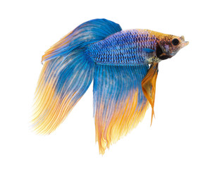 Betta fish, siamese fighting fish, betta splendens 