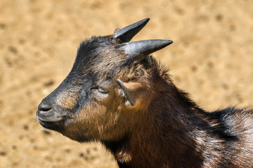 little goat close up