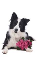 Border Collie Hund mit Blumen Strauß