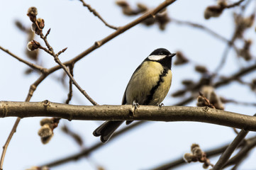 Fototapeta premium Black and white bird