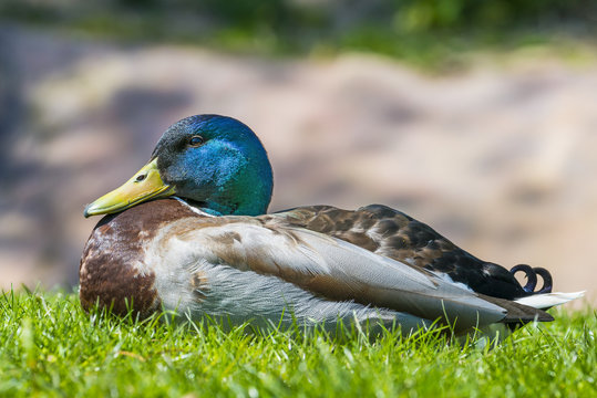 wild duck - male in grass