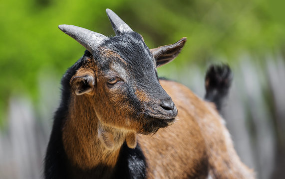 little goat close up