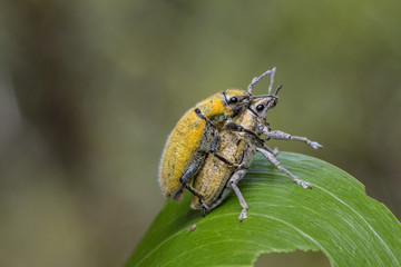 Gold Dust weevill on maiting , Gold-dust weevils' Fertilization. A Kind of Bugs or Insects Fertilization , Bugs Maiting