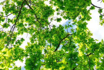 Fototapeta premium green oak leaves