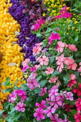 Madagascar periwinkle; Vinca; Periwinkle Catharanthus roseus L G