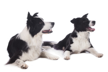 Zwei Border Collie Hunde auf weißem Hintergrund