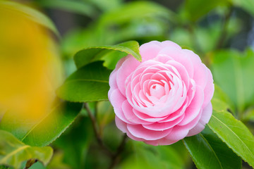 Maiden camellia flower