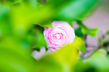 Maiden camellia flower