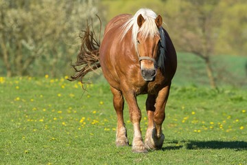 braunes Kaltblutpferd / brown coldblood horse