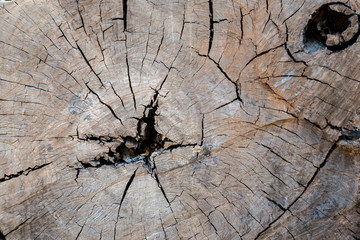 Tree cross section