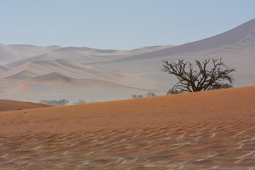 Kameldornbaum in den Sanddünen (Namib-Naukluft-Park)