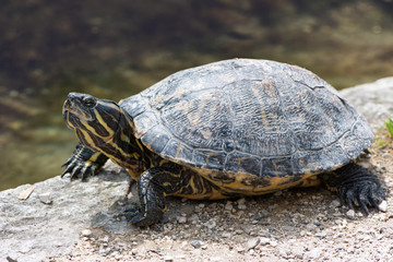 Single terrapin sunning on a stone wall