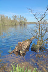 an den Krickenbecker Seen im Schwalm-Nette Naturpark am Niederrhein bei Nettetal,NRW,Deutschland