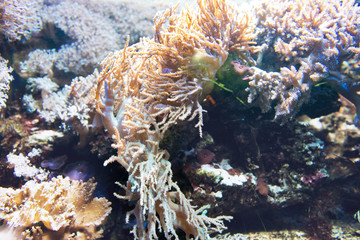 Various coral species and anemone © XtravaganT