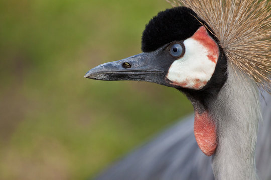 Grauer Kronenkranich (Balearica regulorum gibbericeps)