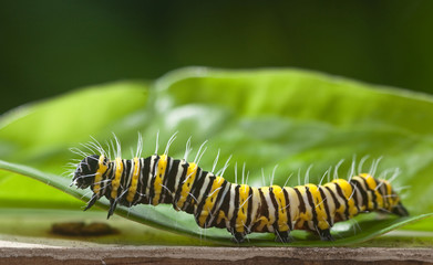 Eastern Black Swallowtail Butterfly Caterpillar