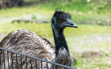 Head of ostrich near fence