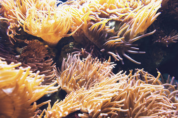 Fototapeta na wymiar Orange sea anemone under water