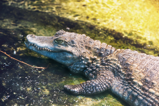 Alligator Moving Above Water