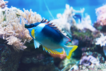 Fototapeta na wymiar Blue tropical fish in an aquarium