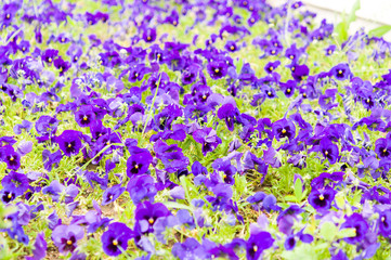 violet flowers in garden