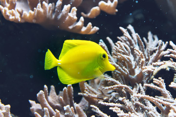 Colorful neon yellow tang fish in an aquarium