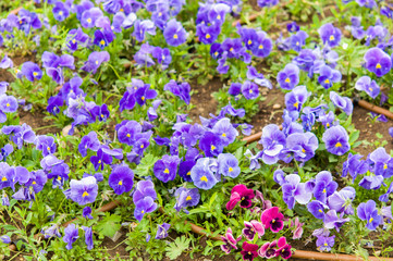 Naklejka premium violet flowers in garden