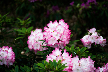 Obraz premium Rhododendron at murou-temple,nara,japan