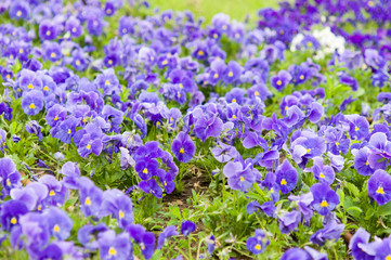 Obraz na płótnie Canvas violet flowers in garden