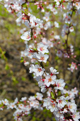 Spring cherry blossom 